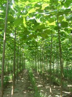 泰安苗木樹型及葉形優(yōu)美_農副產品_世界工廠網