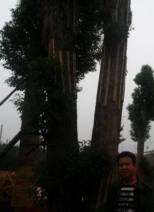 批發(fā)湖南綠化苗木桂花大香樟紅梽木_農副產品_世界工廠網中國產品信息庫