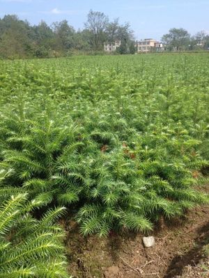 大量批發(fā)刺杉苗(利川市信都苗木)康健