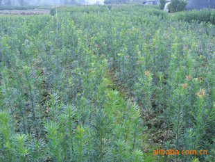 【綠化設計圖中的喬木與灌木之分】價格、產品供應,綠化設計圖中的喬木與灌木之分廠家批發(fā)-1024商務網