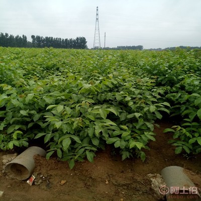 【晉香核桃苗新品種,晉龍核桃苗銷售廠家】泰安高新區(qū)旺運苗木中心 - 產品庫