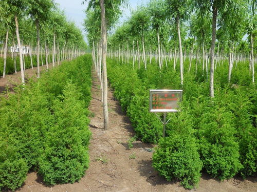 這7點,幫你看準(zhǔn)苗木行業(yè)新形勢