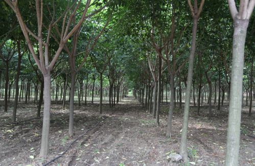 規(guī)范化管理培育精品苗木,凱創(chuàng)園林對各苗圃苗木生長情況點評