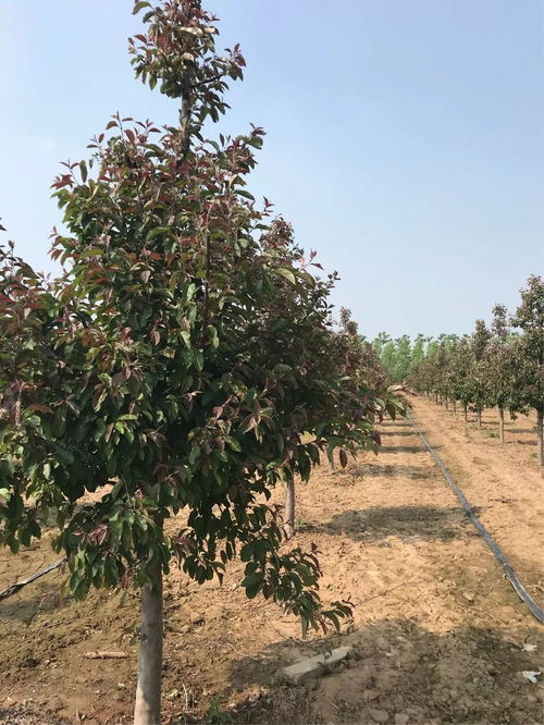 精品苗圃是怎么煉成的