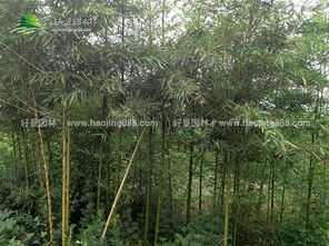 雷竹供應 綠籬色塊類 龍柏 衛矛 扶芳藤 金葉女貞 大葉黃楊 小葉黃楊 金邊黃楊 紅葉小波 小葉女貞 紅王子錦沭陽縣好景園林綠化苗木場商鋪