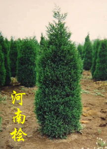 河南添寶苗木基地 專業苗木種植與供應的行業標桿