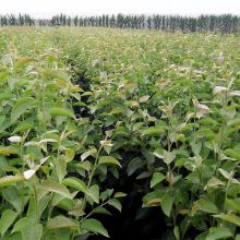 2019年綠化苗木市場價格分析與批發指南