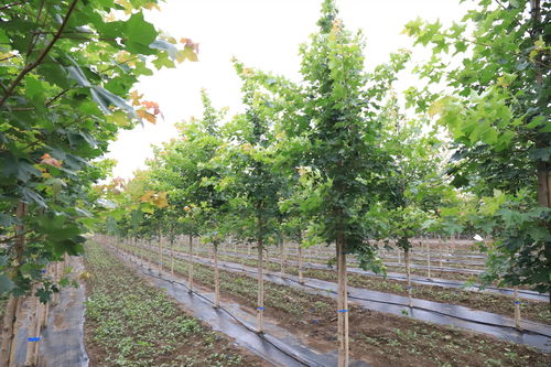 高溫多雨桑拿天，苗木養護管理全攻略