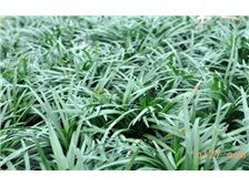 郴州市蘇仙區宏達草皮苗木基地 苗木產品展示