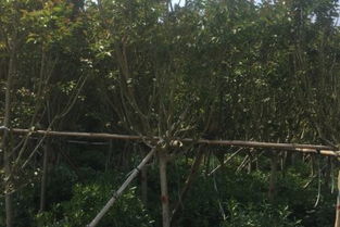 北京紫薇工程苗批發與銷售價格分析