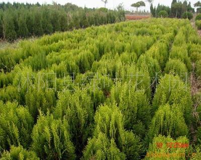 灌木與綠化苗木供應(yīng) 品種、價(jià)格與選購指南