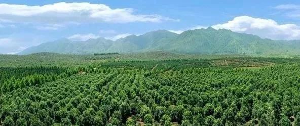 苗木產(chǎn)業(yè)的未來發(fā)展，必須點(diǎn)亮這四盞燈！