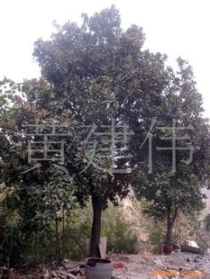 綠化苗木新選擇 喬木大玉蘭，打造生態(tài)景觀的優(yōu)雅之選