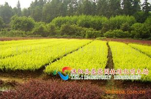 農(nóng)苗網(wǎng)攜手沭陽亮亮園林，優(yōu)質(zhì)金葉女貞床苗與小苗全面供應