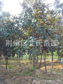 長期供應8-10公分精品廣玉蘭 優(yōu)質(zhì)綠化苗木選購指南與廠商合作解析