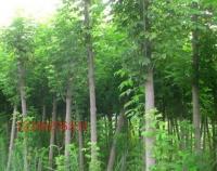 復葉槭 觀賞、綠化的優(yōu)良樹種全解析