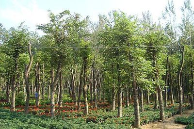 景觀精品大市場 大規(guī)格苗木的機遇與挑戰(zhàn)