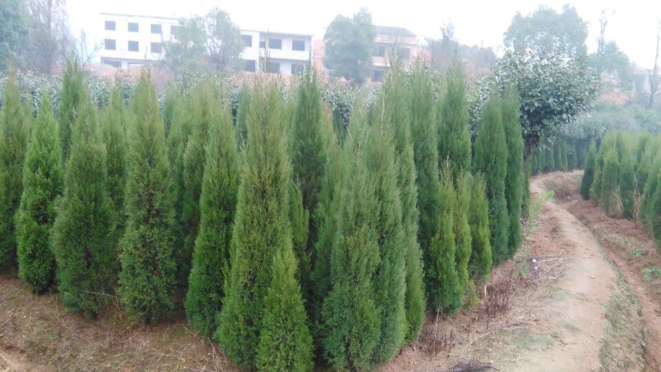 衡陽武岳苗木種植專業(yè)合作社 綠色產(chǎn)業(yè)的新標桿