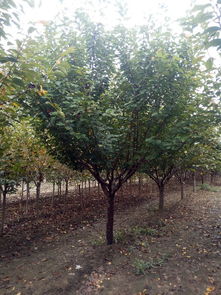 山東泰安和正苗木專業(yè)合作社 綠化苗木價格解析與選購指南