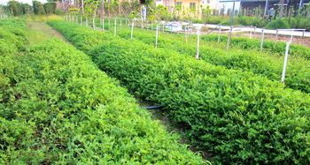 邊坡生態(tài)修復的關鍵 科學選擇與配置苗木