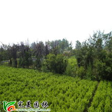 沭陽縣完美園林綠化苗木場 專業(yè)喬灌木供應，打造綠色生態(tài)之美