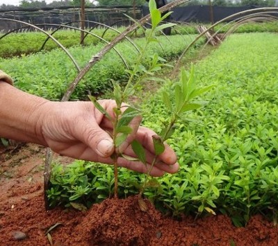 金秋移栽正當時 為什么秋季苗木成活率遠勝春季？