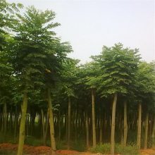 欒樹市場價格與黃山欒特性解析——聚焦8-15公分規(guī)格及南京浦口天昱生態(tài)苗木場供應