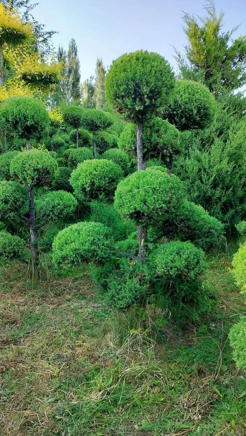 我的園林，我的資產(chǎn)，我的希望——苗圃精選苗木展示